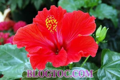 Uses and uses hibiscus in hair beauty 5