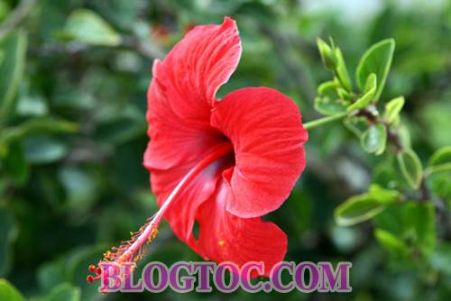 Uses and uses hibiscus flowers in hair beauty 6